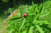 40 Paeonia officinalis- Peonia selvatica-Peonia dello Zucco